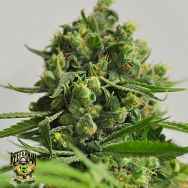 Reeferman Seeds Big Sur Holy Weed